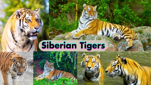 Siberian Tigers, Siberian Tigers' Physical Characteristics